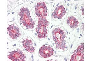 Anti-CYP2B6 antibody IHC of human breast. (CYP2B6 抗体  (AA 215-264))