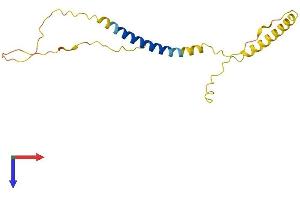 AlphaFold protein structure predicition of Human Recombinant C3orf18 Protein, UniprotID Q9UK00 (C3orf18 Protein (AA 1-162) (His tag))