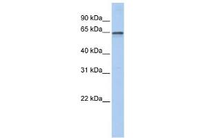 AHCYL1 antibody used at 1 ug/ml to detect target protein.