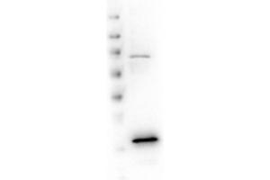 Western Blotting (WB) image for anti-Voltage-Dependent Anion Channel 1 (VDAC1) (AA 175-200) antibody (ABIN129654)