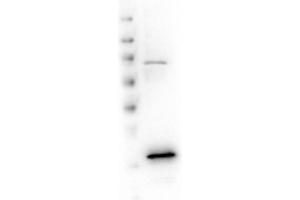 Western Blot of Rabbit anti-VDAC/Porin antibody. (VDAC1 抗体  (Internal Region))