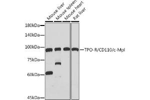 Western blot analysis of extracts of various cell lines, using TPO-R/CD110/c-Mpl Rabbit mAb (ABIN7268727) at 1:1000 dilution. (MPL 抗体)