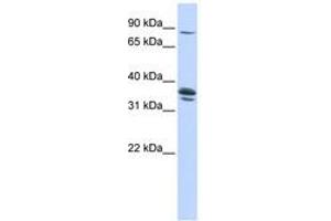 Solute Carrier Organic Anion Transporter Family, Member 3A1 (SLCO3A1) (AA 360-409) 抗体
