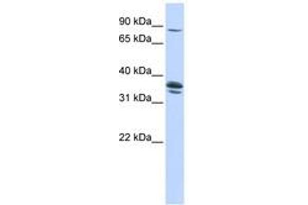 Solute Carrier Organic Anion Transporter Family, Member 3A1 (SLCO3A1) (AA 360-409) 抗体