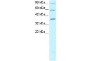 Western Blotting (WB) image for anti-PRKC, Apoptosis, WT1, Regulator (PAWR) antibody (ABIN2460368) (PAWR 抗体)
