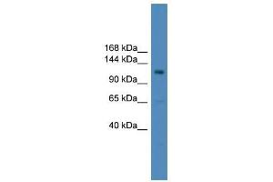 USP38 antibody used at 0. (USP38 抗体  (Middle Region))