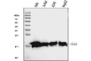 Western blot analysis of PC4/SUB1 using anti-PC4/SUB1 antibody (ABIN7602183).