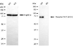 Western blotting analysis using phospho-YAP1 (S127) antibody (ABIN7800882). (Recombinant YAP1 抗体  (pSer127))
