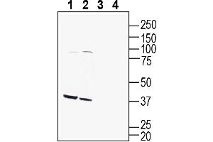 Western blot analysis of mouse brain lysate (lanes 1 and 3) and rat brain lysate (lanes 2 and 4):1-2.