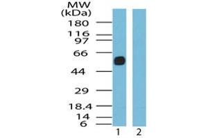 Image no. 1 for anti-Somatostatin Receptor 5 (SSTR5) (AA 300-350) antibody (ABIN207671) (SSTR5 抗体  (AA 300-350))