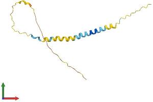 AlphaFold protein structure predicition of Mouse Recombinant Bex1 Protein, UniprotID Q9R224