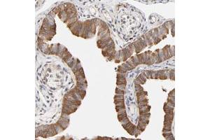 Immunohistochemical staining (Formalin-fixed paraffin-embedded sections) of human fallopian tube with ASMTL polyclonal antibody  shows cytoplasmic positivity in glandular cells. (ASMTL 抗体)