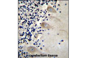 EIF3CL Antibody (N-term) (ABIN656540 and ABIN2845804) immunohistochemistry analysis in formalin fixed and paraffin embedded human cerebellum tissue followed by peroxidase conjugation of the secondary antibody and DAB staining. (EIF3CL 抗体  (N-Term))