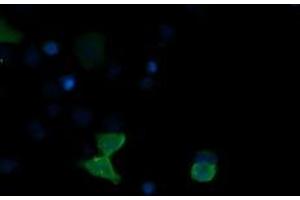 Image no. 3 for anti-Mitogen-Activated Protein Kinase 13 (MAPK13) antibody (ABIN1499955) (MAPK13 抗体)