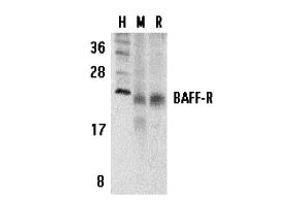 Western Blotting (WB) image for anti-Tumor Necrosis Factor Receptor Superfamily, Member 13C (TNFRSF13C) (C-Term) antibody (ABIN1030280) (TNFRSF13C 抗体  (C-Term))