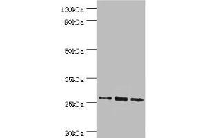 Western blot All lanes: Azurocidin antibody at 1 μg/mL Lane 1: 293T whole cell lysate Lane 2: Mouse spleen tissue Lane 3: Mouse thymus tissue Secondary Goat polyclonal to rabbit IgG at 1/10000 dilution Predicted band size: 27 kDa Observed band size: 27 kDa (Azurocidin 抗体  (AA 27-251))