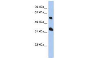 Image no. 1 for anti-Tetraspanin 33 (TSPAN33) (AA 107-156) antibody (ABIN6741379) (TSPAN33 抗体  (AA 107-156))