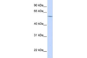 WB Suggested Anti-A1BG Antibody   Titration: 1. (A1BG 抗体  (N-Term))