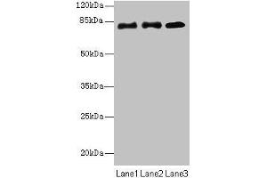 Western blot All lanes: CPEB4 antibody at 2 μg/mL Lane 1: Hela whole cell lysate Lane 2: 293T whole cell lysate Lane 3: U87 whole cell lysate Secondary Goat polyclonal to rabbit IgG at 1/10000 dilution Predicted band size: 81, 79, 37 kDa Observed band size: 81 kDa (CPEB4 抗体  (AA 244-515))