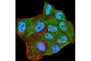 Immunofluorescence (IF) image for anti-Chromobox Homolog 2 (CBX2) (AA 402-525) antibody (ABIN5542422)