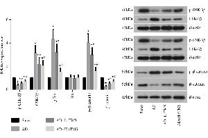 Western Blotting (WB) image for anti-Actin, beta (ACTB) (AA 1-25) antibody (ABIN4906581)
