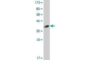 Western Blot detection against Immunogen (36. (CLK3 抗体  (AA 36-136))