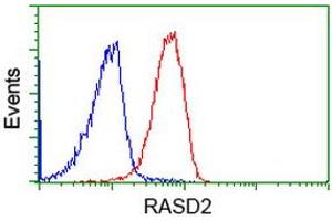Image no. 2 for anti-RASD Family, Member 2 (RASD2) antibody (ABIN1500697) (RASD2 抗体)