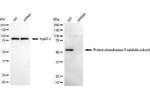 Western blotting analysis using protein phosphatase 5 catalytic subunit antibody (ABIN7800029).