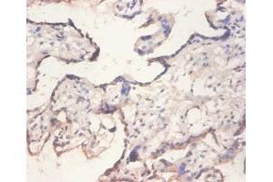 Immunohistochemistry of paraffin-embedded human placenta tissue using ABIN7152197 at dilution of 1:100 (eIF4EBP2 抗体  (AA 1-120))