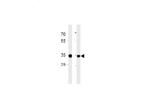 RPLP0P6 Antibody (N-term) (ABIN1881762 and ABIN2843386) western blot analysis in ,PC-3 cell line lysates (35 μg/lane). (RPLP0P6 抗体  (N-Term))