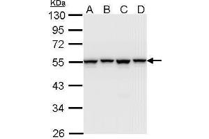 WB Image Sample (30 ug of whole cell lysate) A: A431 , B: H1299 C: Hela D: Hep G2 , 10% SDS PAGE antibody diluted at 1:1000