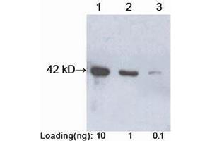 Lane 1-3: Recombinant Protein A (~42 kD) Primary antibody: 0. (Protein A 抗体  (HRP))
