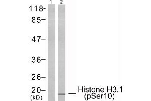 Western blot analysis of extracts from HeLa cells using Histone H3. (Histone H3.1 抗体  (pSer10))