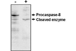 Western Blotting (WB) image for anti-Caspase 8 (CASP8) antibody (ABIN264408) (Caspase 8 抗体)