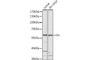 Src 抗体  (AA 1-80)