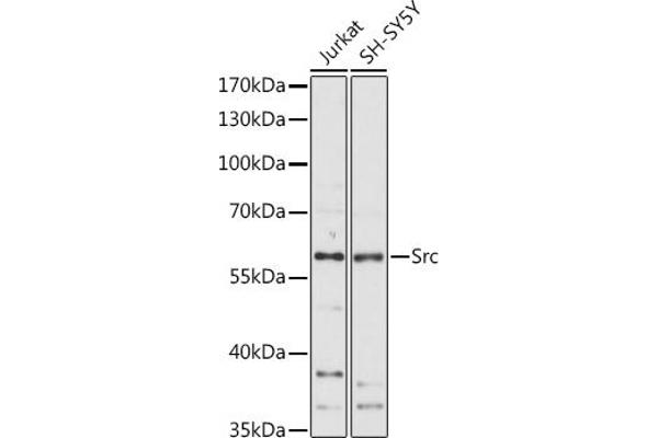 Src 抗体  (AA 1-80)
