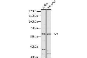 Western blot analysis of extracts of various cell lines, using Src antibody (ABIN6132240, ABIN6148428, ABIN6148429 and ABIN6215399) at 1:1000 dilution.