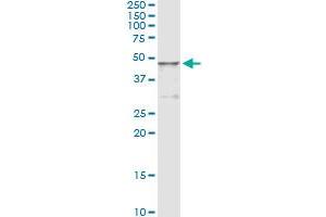 Immunoprecipitation of HGD transfected lysate using anti-HGD monoclonal antibody and Protein A Magnetic Bead , and immunoblotted with HGD MaxPab rabbit polyclonal antibody. (HGD 抗体  (AA 1-329))