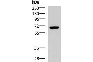 Western blot analysis of NIH/3T3 cell lysate using PPP2R1A Polyclonal Antibody at dilution of 1:850 (PPP2R1A 抗体)