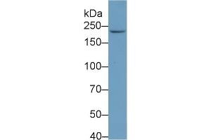 Rabbit Detection antibody from the kit in WB with Positive Control: Human skin lysate.