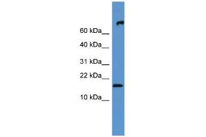 WB Suggested Anti-Fgf1 Antibody Titration:  0. (FGF1 抗体  (N-Term))