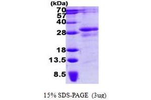 SDS-PAGE (SDS) image for Serine/threonine/tyrosine Interacting Protein (STYX) protein (His tag) (ABIN1098586) (STYX Protein (His tag))