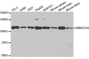 Western blot analysis of extracts of various cell lines, using SMARCA5 antibody. (SMARCA5 抗体  (AA 100-400))