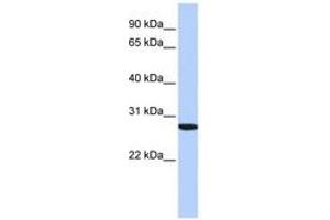 Image no. 1 for anti-Sp2 Transcription Factor (Sp2) (AA 28-77) antibody (ABIN6742369) (Sp2 抗体  (AA 28-77))