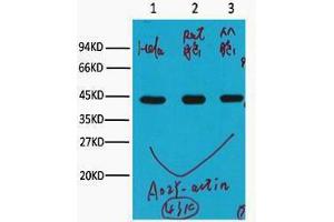 Western Blotting (WB) image for anti-Actin, beta (ACTB) antibody (ABIN3181104) (beta Actin 抗体)