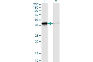 Western Blot analysis of DNAJB4 expression in transfected 293T cell line by DNAJB4 monoclonal antibody (M02), clone S13. (DNAJB4 抗体  (AA 1-337))