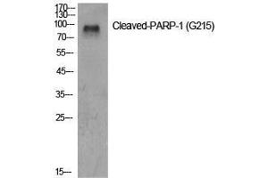 Western Blot (WB) analysis of specific cells using Cleaved-PARP-1 (G215) Polyclonal Antibody. (PARP1 抗体  (cleaved, Gly215))