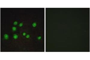 Immunofluorescence (IF) image for anti-Transcription Elongation Factor B Polypeptide 3B (Elongin A2) (TCEB3B) (AA 101-150) antibody (ABIN1534441)