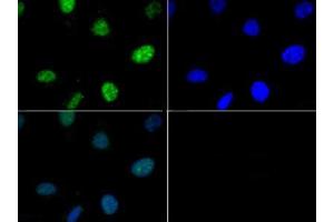 Fluorescence Microscopy (FM) image for anti-Histone 3 (H3) (pThr6) antibody (ABIN5706883)