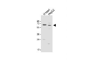 All lanes : Anti-ASPG Antibody (Center) at 1:1000 dilution Lane 1: Human heart lysate Lane 2: HepG2 whole cell lysate Lysates/proteins at 20 μg per lane. (Asparaginase 抗体  (AA 165-193))